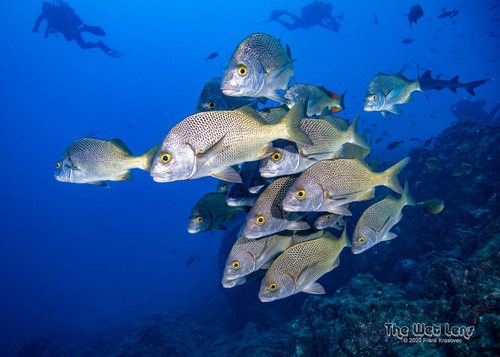 ภาพ ปลาสร้อยนกเขา perezponcedeleoni (Anisotremus perezponcedeleoni)