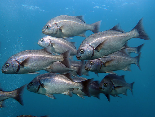 ภาพ ปลาสร้อยนกเขา scapularis (Anisotremus scapularis)