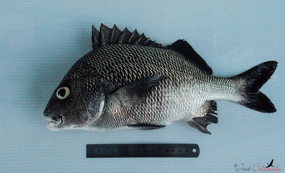 ภาพ ปลาสร้อยนกเขาดำ (Anisotremus surinamensis)