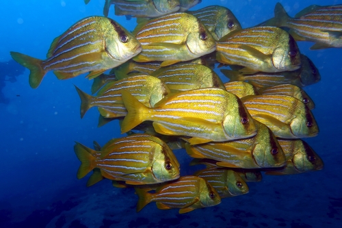 ภาพ ปลาสร้อยนกเขา taeniatus (Anisotremus taeniatus)