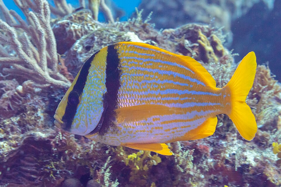 ภาพ ปลาสร้อยนกเขา virginicus (Anisotremus virginicus)