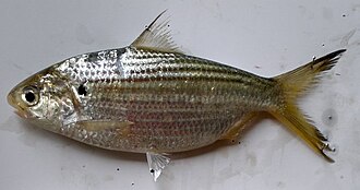 ภาพ ปลา chacunda (Anodontostoma chacunda)