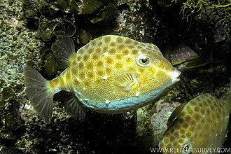ภาพ ปลา inermis (Anoplocapros inermis)
