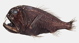 ภาพ ปลา cornuta (Anoplogaster cornuta)
