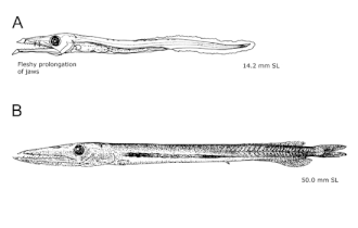 ภาพ ปลา pharao (Anotopterus pharao)