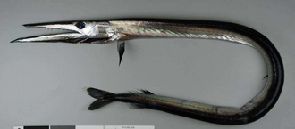 ภาพ ปลา vorax (Anotopterus vorax)