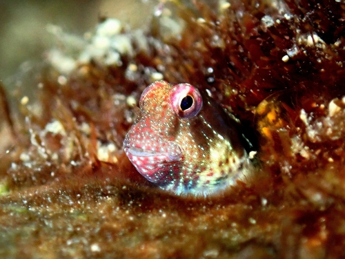 ภาพ ปลาตั๊กแตนหินตั๊กแตนหิน (Antennablennius adenensis)