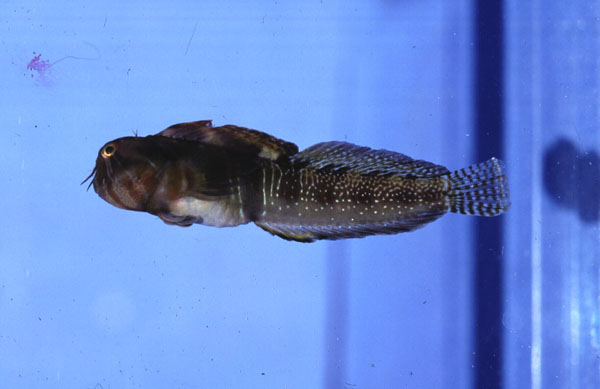 ภาพ ปลาตั๊กแตนหิน australis (Antennablennius australis)