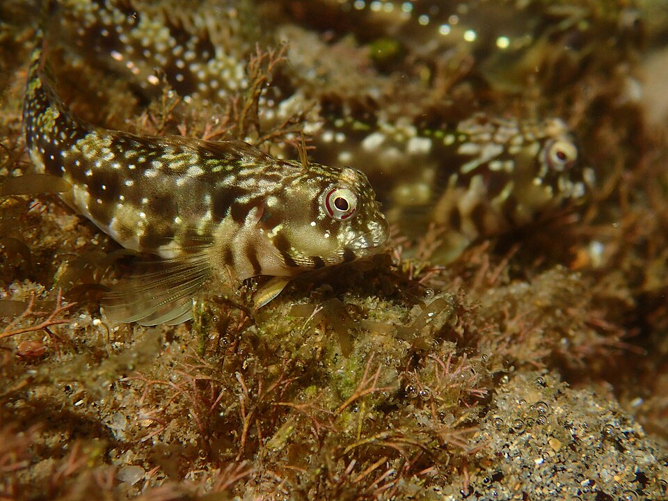 ภาพ ปลาตั๊กแตนหินมีเขาตั๊กแตนหิน (Antennablennius bifilum)