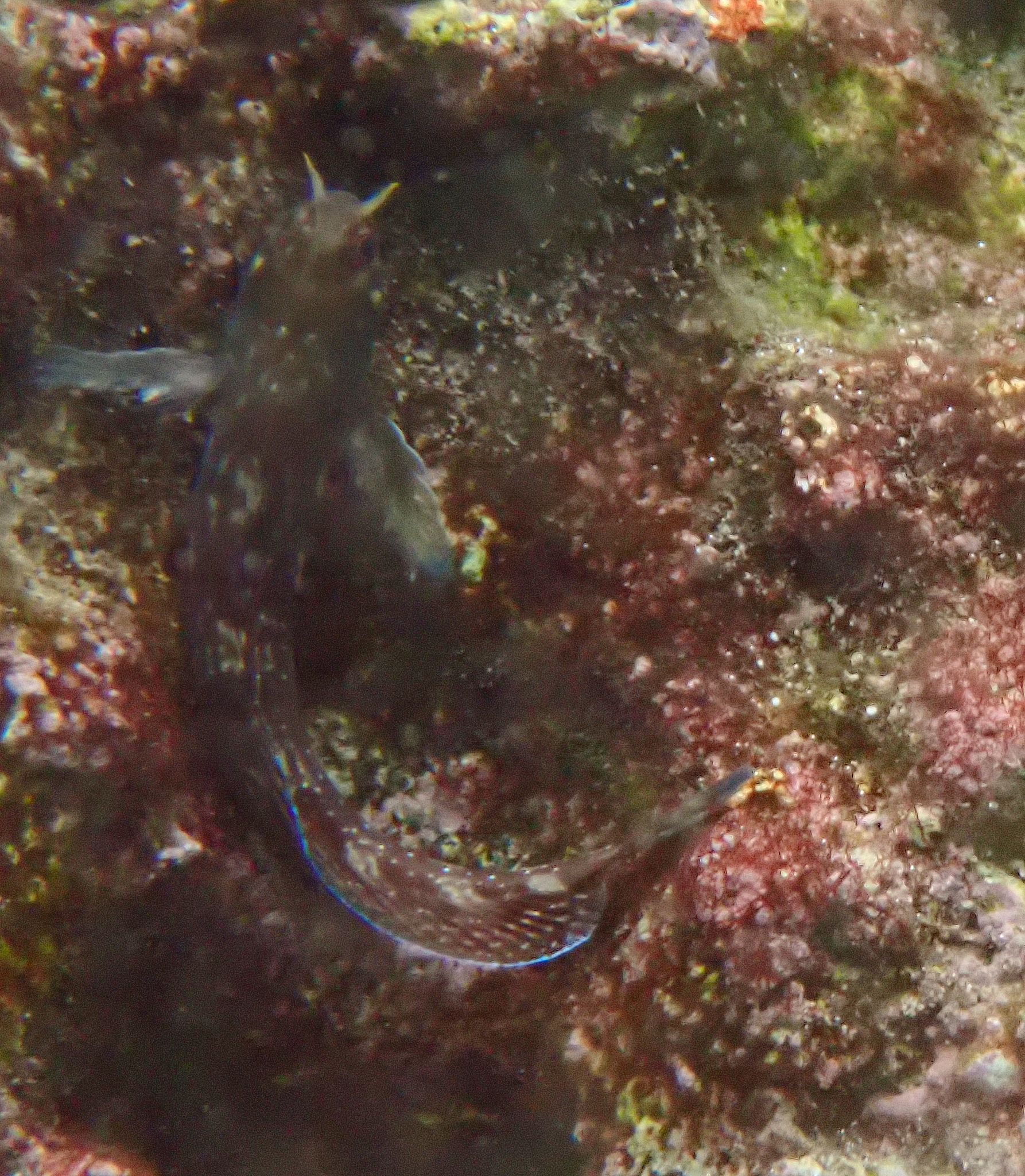 ภาพ ปลาตั๊กแตนหินอาระเบียตั๊กแตนหิน (Antennablennius hypenetes)
