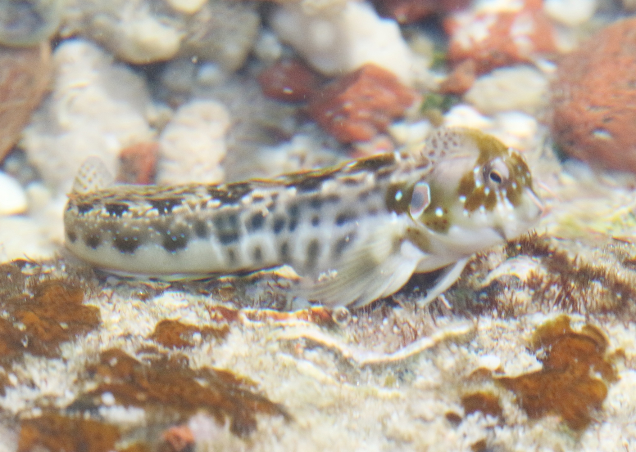 ภาพ ปลาตั๊กแตนหินตั๊กแตนหิน (Antennablennius simonyi)