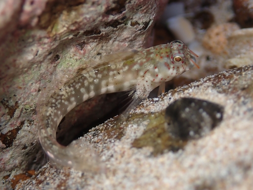 ภาพ ปลาตั๊กแตนหินตั๊กแตนหิน (Antennablennius variopunctatus)