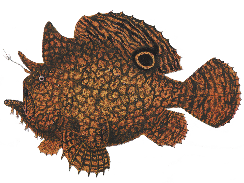 ภาพ ปลากบน้ำกร่อย (Antennarius biocellatus)