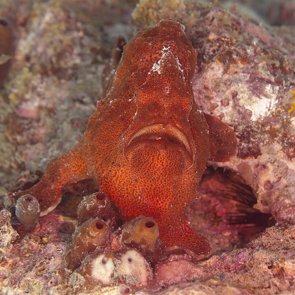 ภาพ ปลากบดำ (Antennarius commerson)