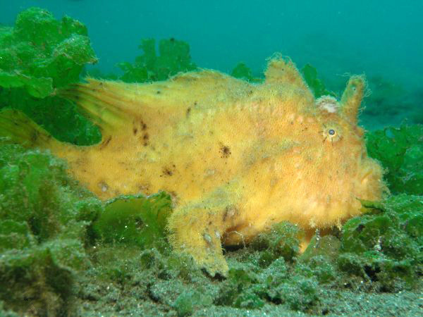 ภาพ ปลากบลาย (Antennarius hispidus)
