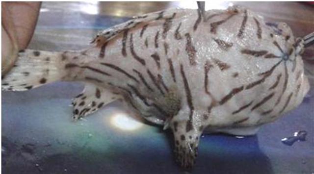 ภาพ ปลากบอินเดีย (Antennarius indicus)