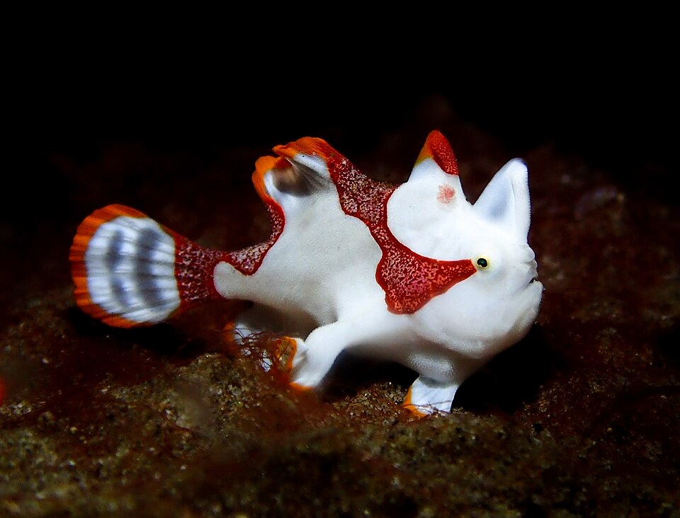 ภาพ ปลากบลายจุด (Antennarius maculatus)