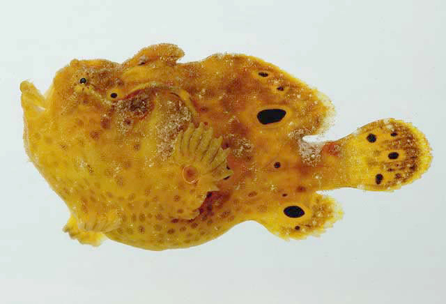 ภาพ ปลากบ multiocellatus (Antennarius multiocellatus)
