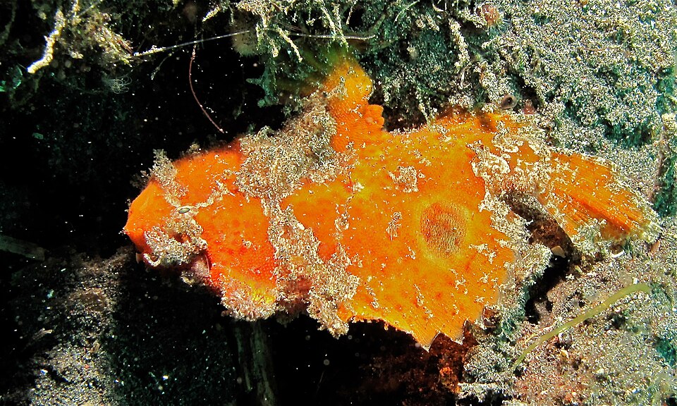 ภาพ ปลากบ nummifer (Antennarius nummifer)
