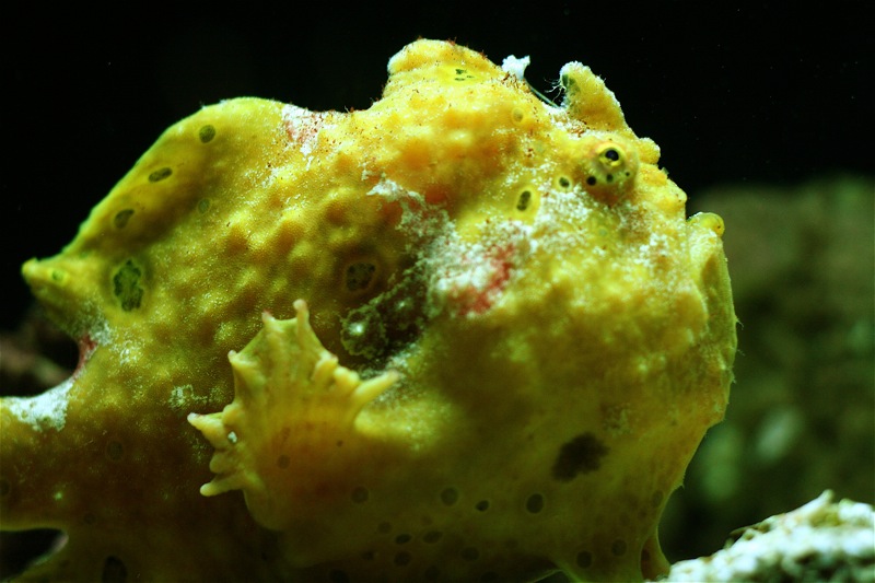 ภาพ ปลากบลายเสือดาว (Antennarius pardalis)