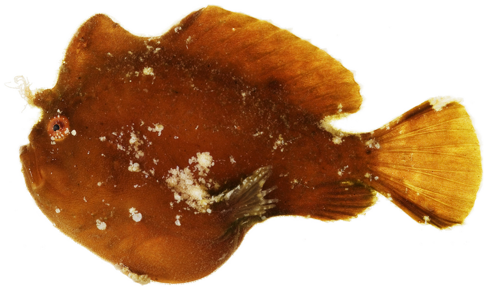ภาพ ปลากบแคระ (Antennarius pauciradiatus)