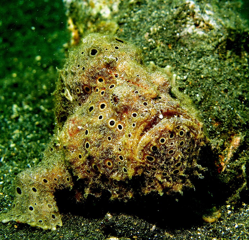 ภาพ ปลากบวาดลาย (Antennarius pictus)