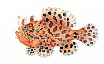 ภาพ ปลากบลาย (Antennarius striatus)