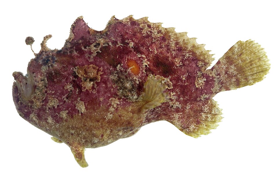ภาพ ปลากบ coccineus (Antennatus coccineus)