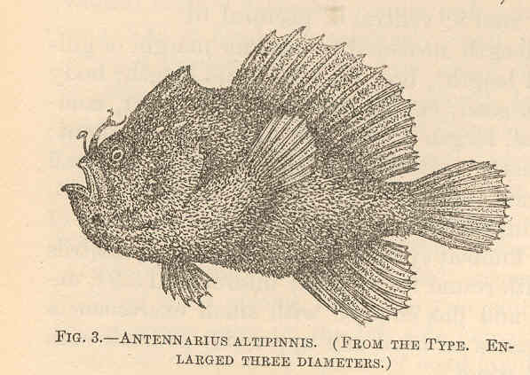 ภาพ ปลากบ dorehensis (Antennatus dorehensis)