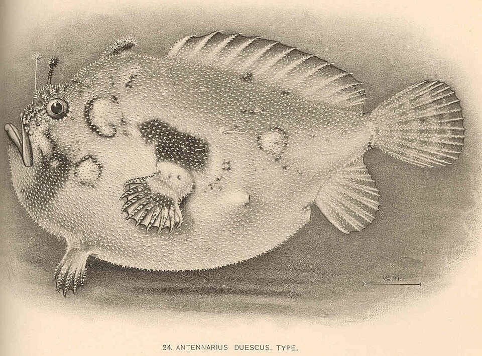 ภาพ ปลากบ duescus (Antennatus duescus)
