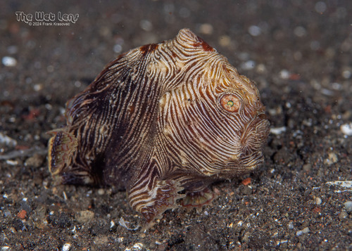 ภาพ ปลากบแคระ (Antennatus linearis)