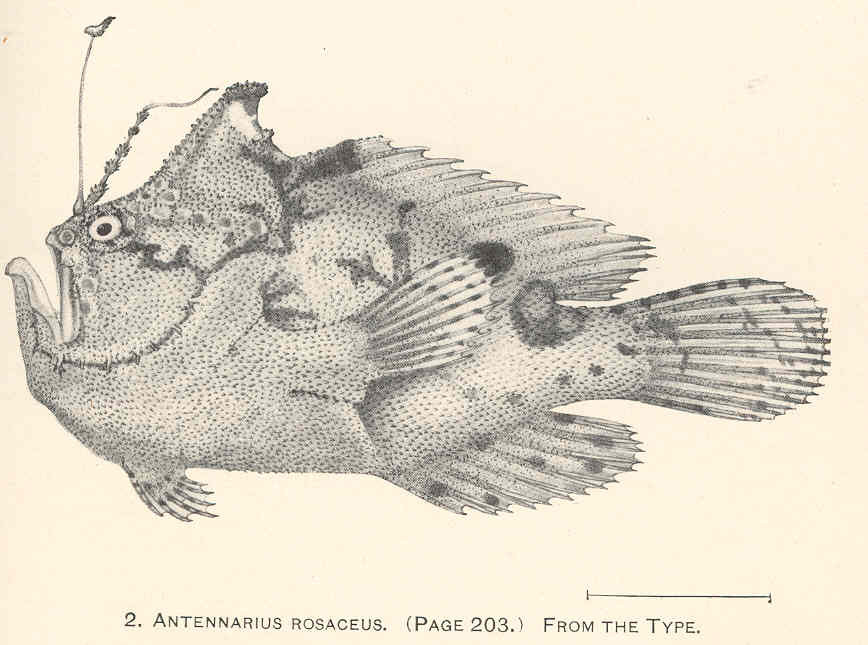 ภาพ ปลากบ rosaceus (Antennatus rosaceus)