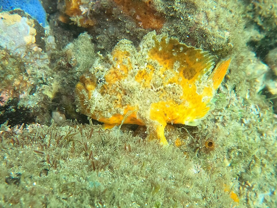 ภาพ ปลากบ sanguineus (Antennatus sanguineus)