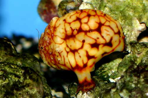 ภาพ ปลากบ tuberosus (Antennatus tuberosus)