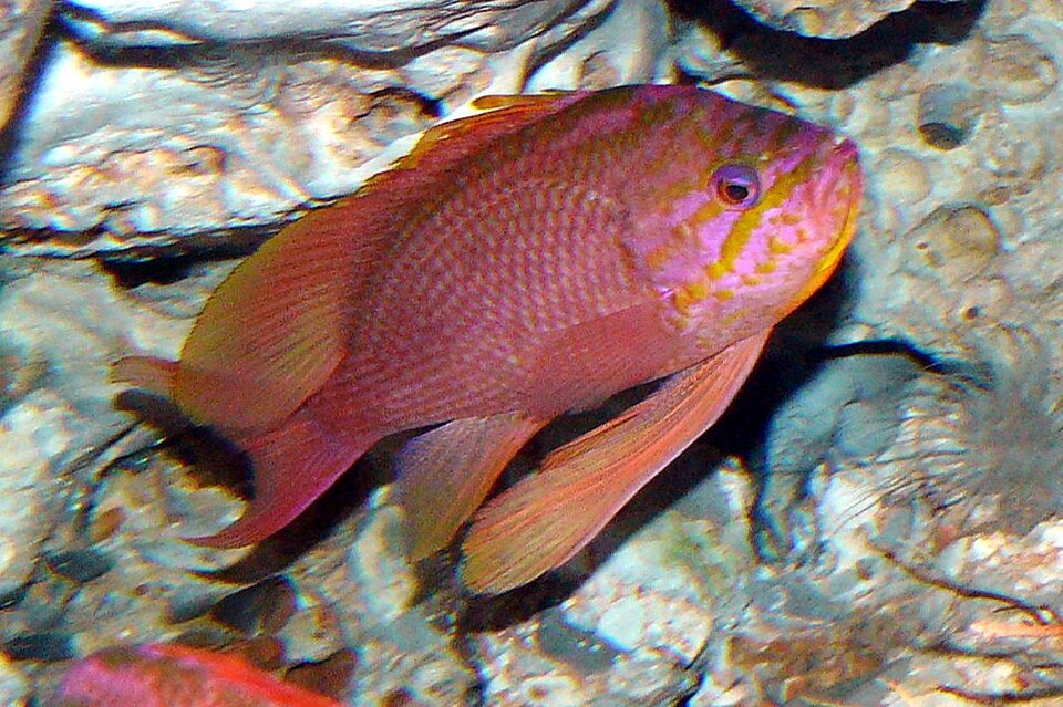 ภาพ ปลานางฟ้าเมดิเตอร์เรเนียนนางฟ้า (Anthias anthias)
