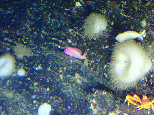ภาพ ปลานางฟ้า asperilinguis (Anthias asperilinguis)