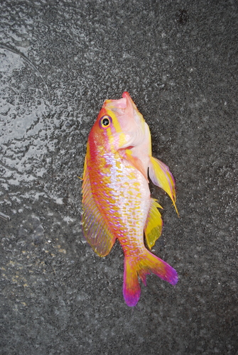 ภาพ ปลานางฟ้าครีบเหลือง (Anthias nicholsi)