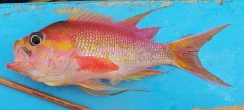 ภาพ ปลานางฟ้า noeli (Anthias noeli)