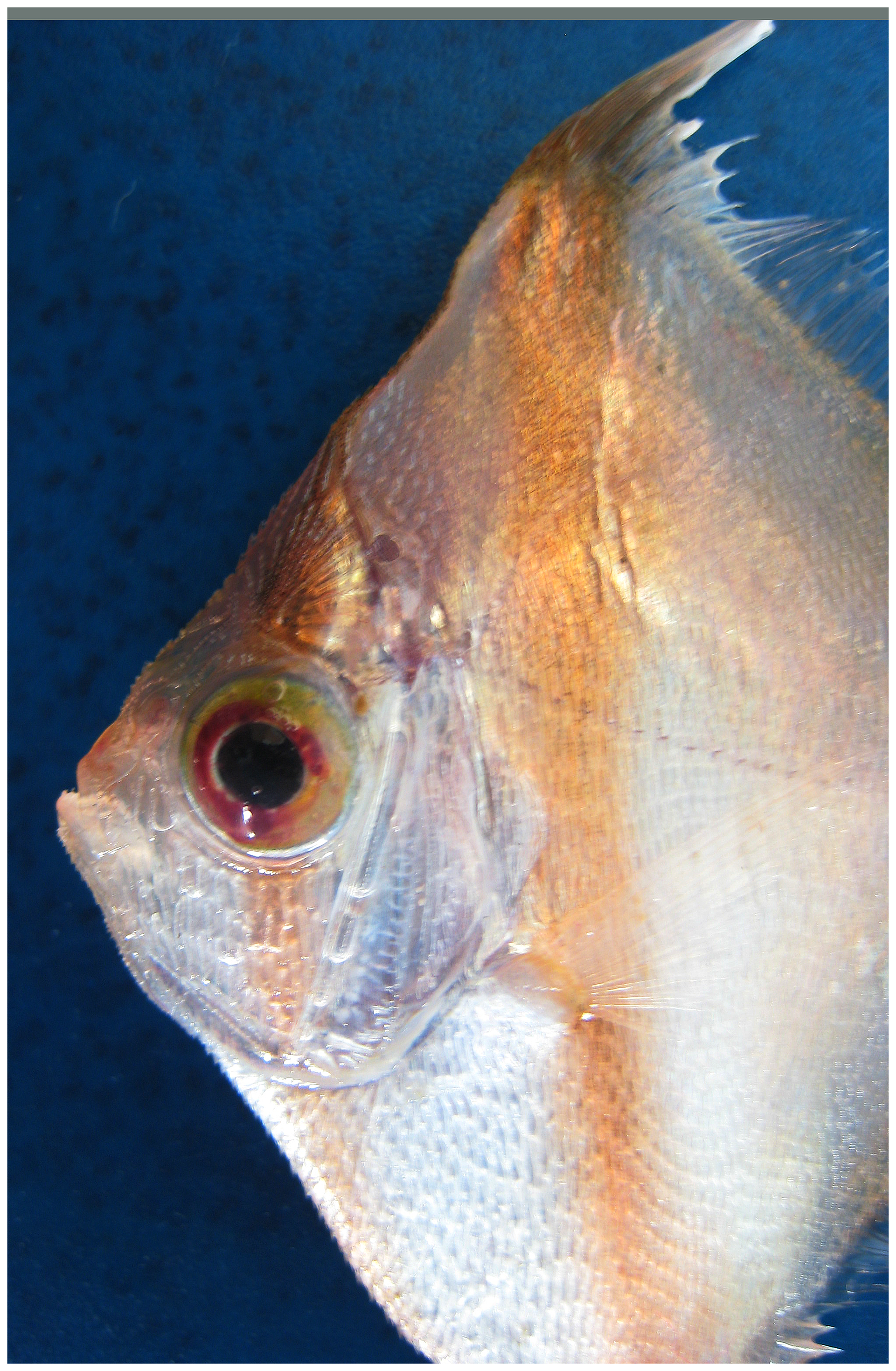 ภาพ ปลา capros (Antigonia capros)