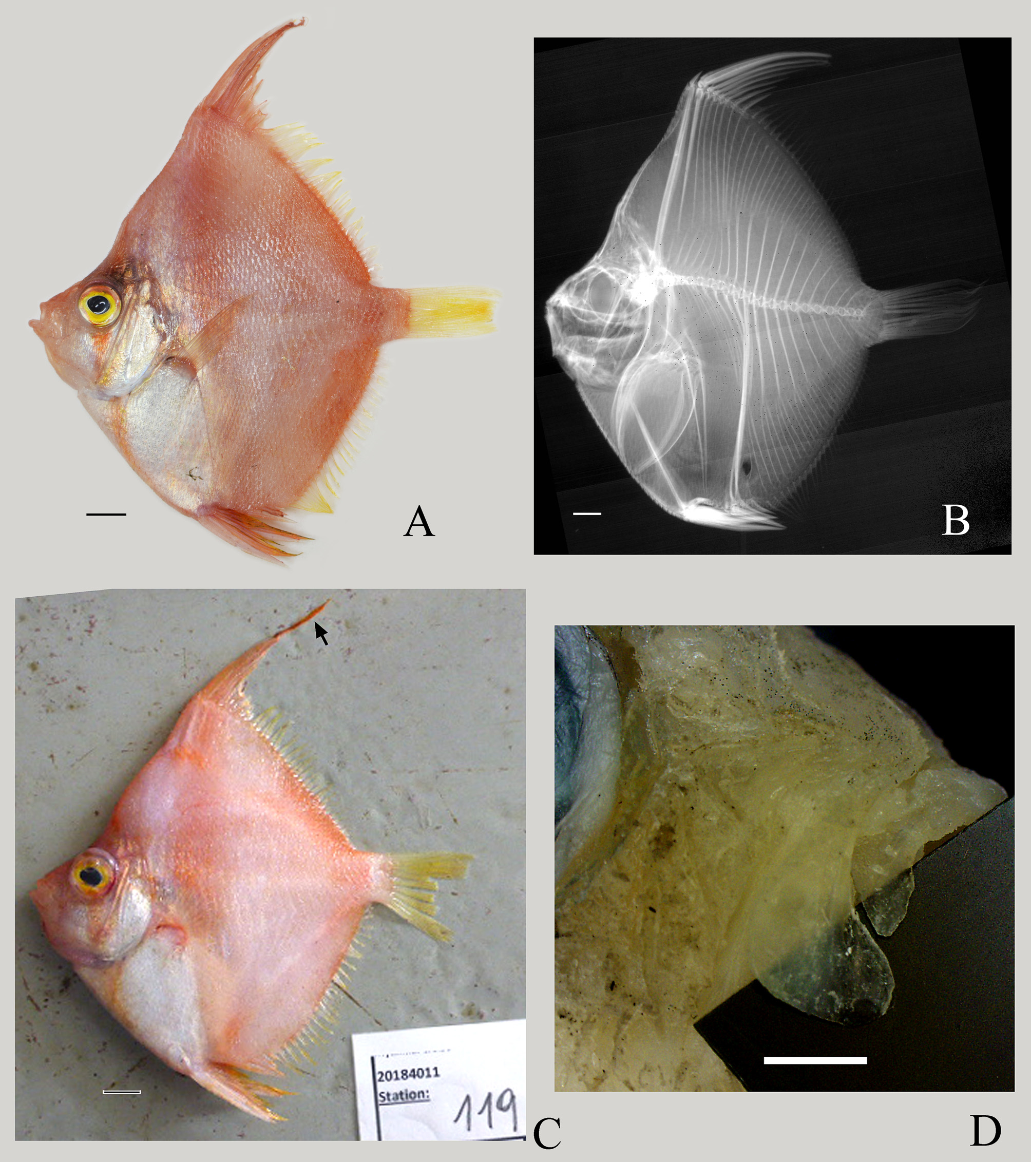 ภาพ ปลา emanuela (Antigonia emanuela)