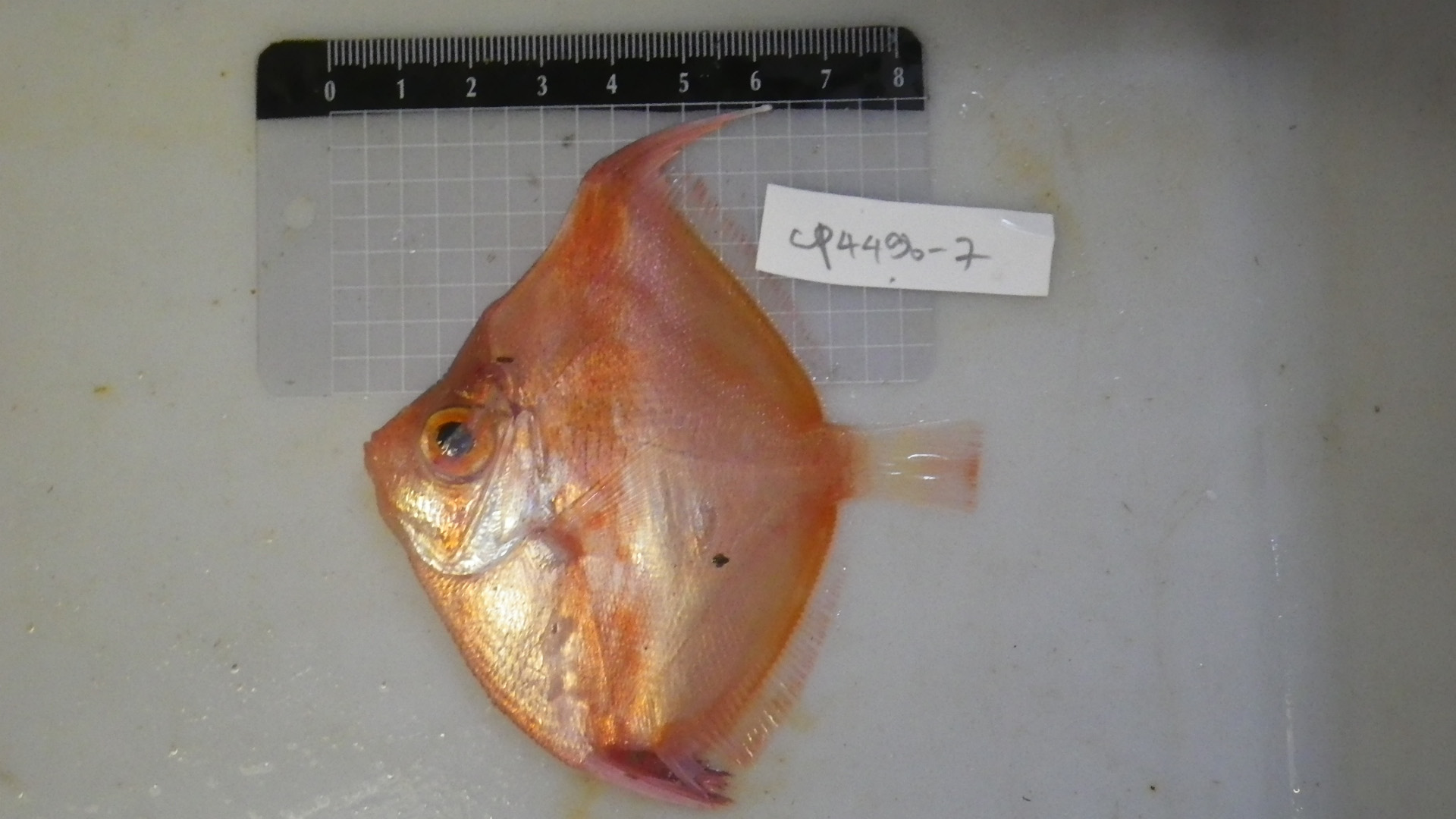 ภาพ ปลา rubicunda (Antigonia rubicunda)