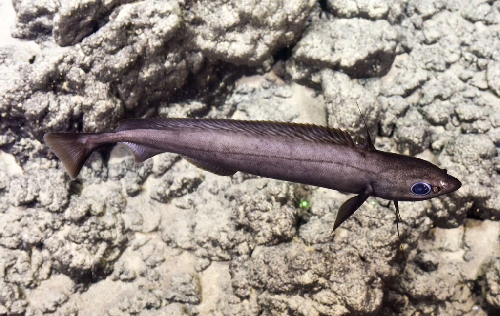 ภาพ ปลา rostrata (Antimora rostrata)