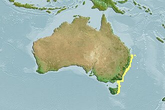 ภาพ ปลา elegans (Antipodocottus elegans)