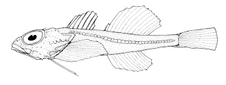 ภาพ ปลา megalops (Antipodocottus megalops)