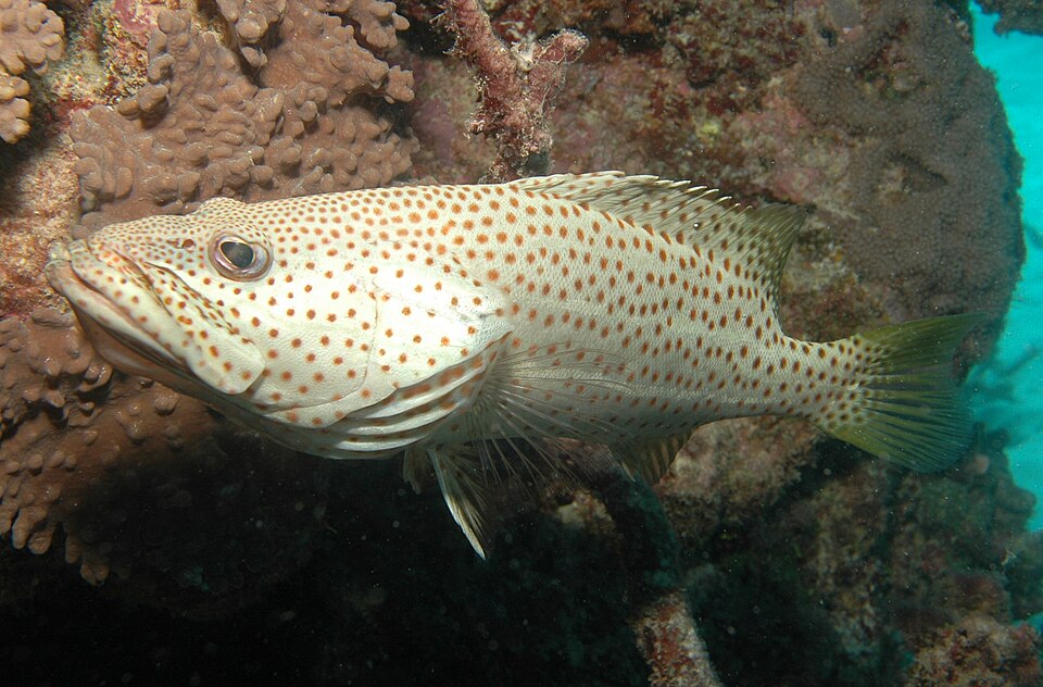 ภาพ ปลากะรัง leucogrammicus (Anyperodon leucogrammicus)