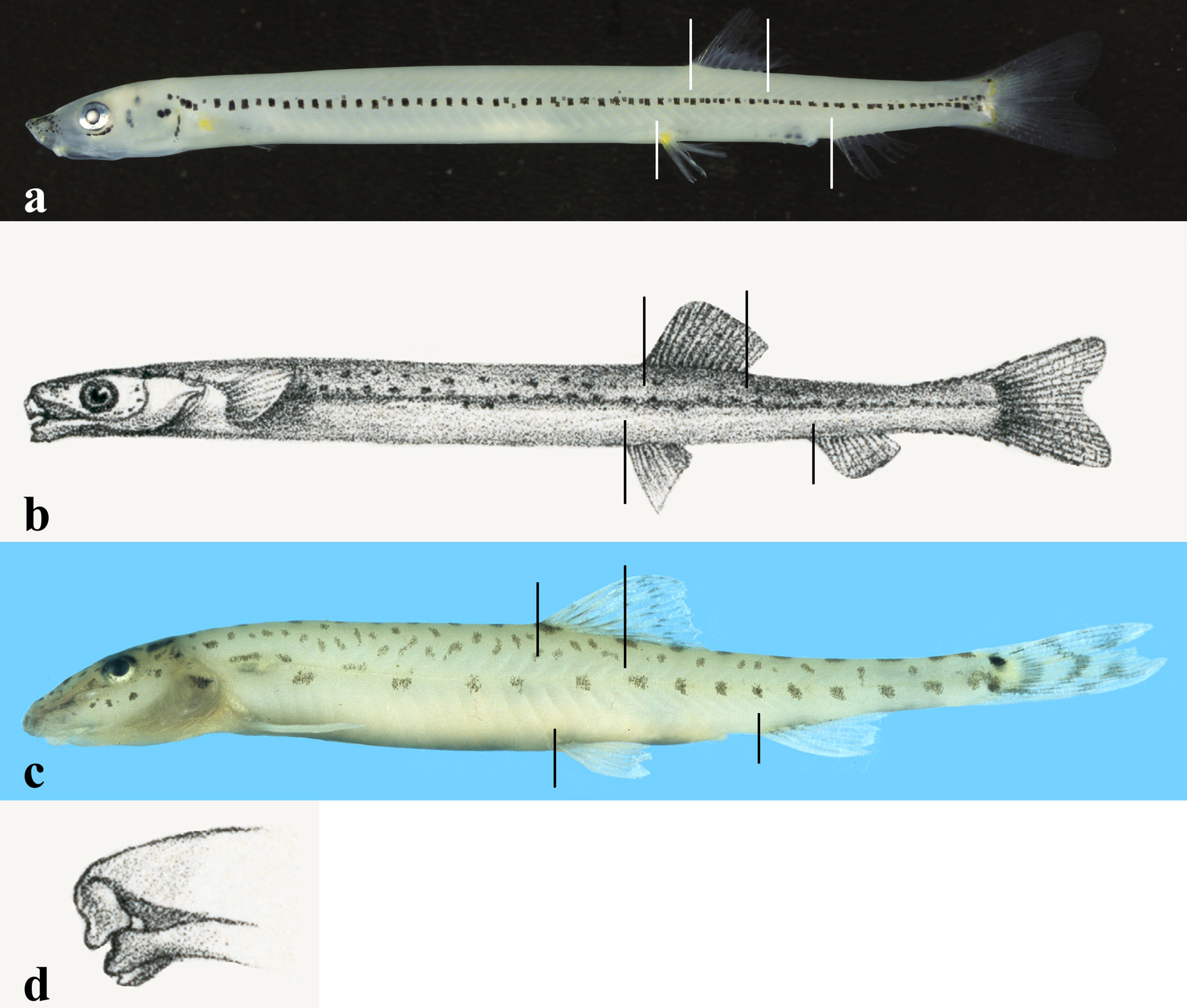 ภาพ ปลา pictorius (Aperioptus pictorius)