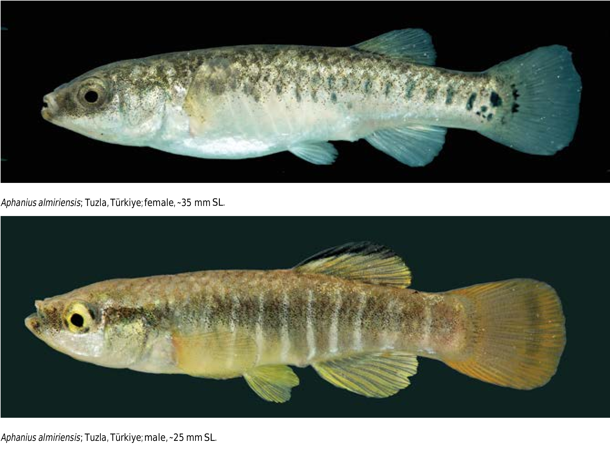 ภาพ ปลา almiriensis (Aphanius almiriensis)