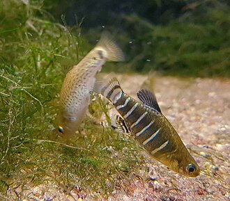 ภาพ ปลา chantrei (Aphanius chantrei)