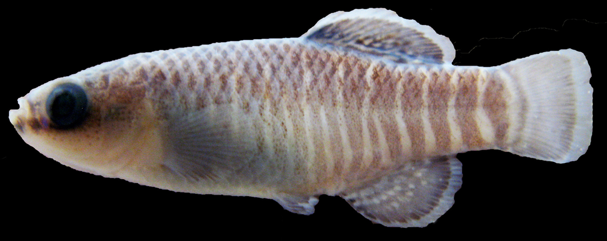 ภาพ ปลา darabensis (Aphanius darabensis)
