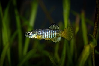 ภาพ ปลา desioi (Aphanius desioi)